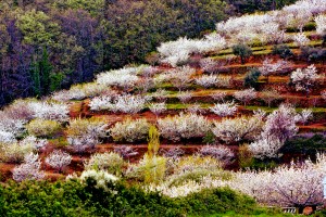 Valle del Jerte en primavera